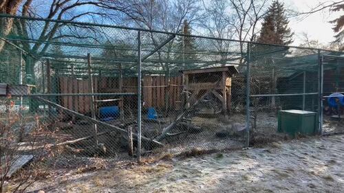 The Edmonton Valley Zoo announced a plan for the next 15 years. Nov. 24, 2025. (Sasha Pietramala/CTV News Edmonton)