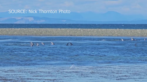 Stranded dolphins return safely to sea near Qualicum Beach