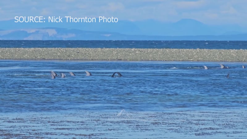 Stranded dolphins return safely to sea near Qualicum Beach