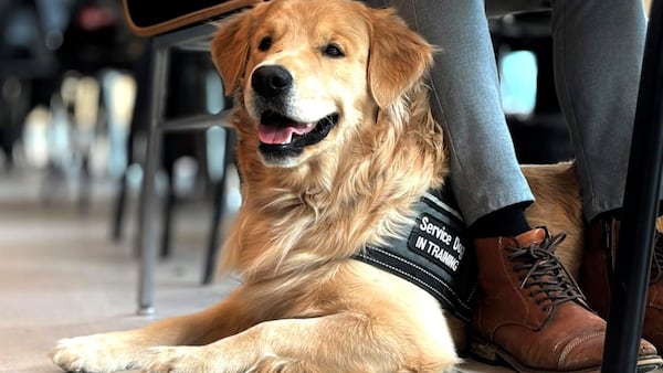 ‘I was in shock:’ Owner calls for change after service dog in training mauled to death at Gatineau dog daycare