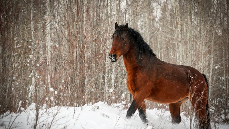 Alberta horse slaughterhouse permanently closed