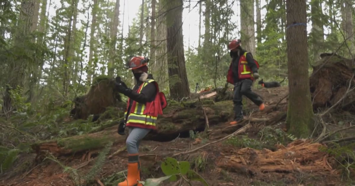 Photo: Ctvnews Climate change forestry