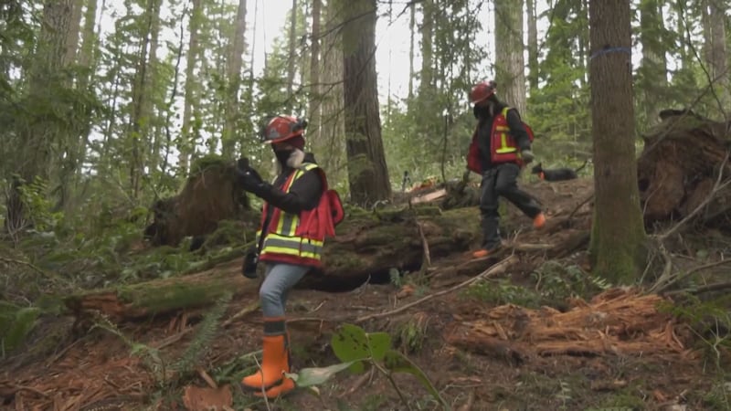 Climate change could increase pest and disease damage across North American forests: UBC study