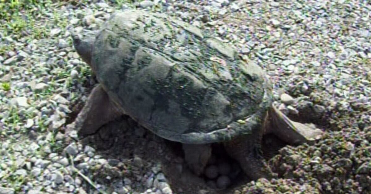 Turtles being poached in southern Ontario: researchers