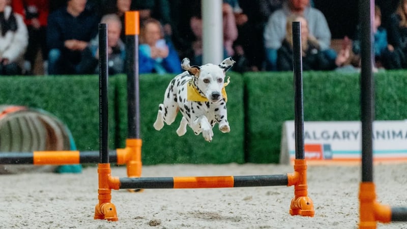 10 things to do in Calgary this weekend (April 24-26)