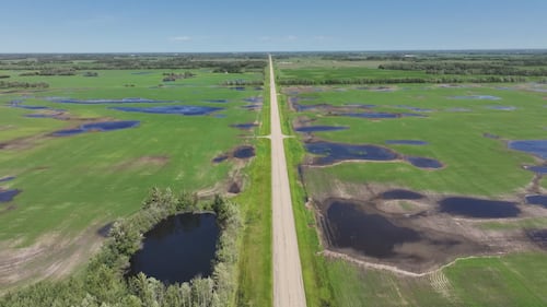 Water sits on fields in Thorhild County in June 2026. (Sean McClune / CTV News Edmonton)