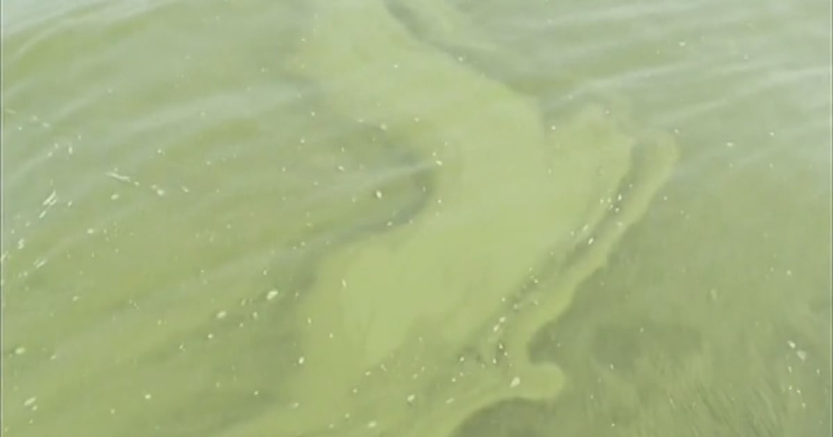 Harmful bacteria found in local body of water