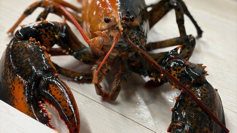 Rare two-coloured lobster caught by fishermen off Cape Cod donated to aquarium