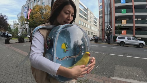 Meet Burbur, the backpack-travelling parrot who ‘cuddles like a dog’