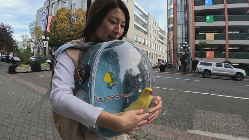 Meet Burbur, the backpack-travelling parrot who ‘cuddles like a dog’