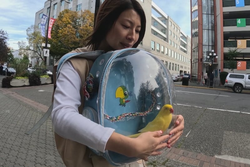 Meet Burbur, the backpack-travelling parrot who ‘cuddles like a dog’