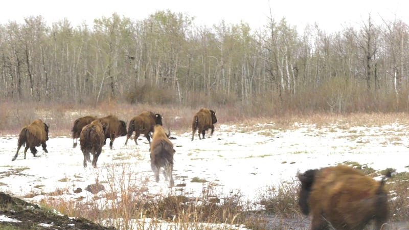 ‘It brings healing and that’s our connection’: Star Blanket Cree Nation welcomes buffalo back home