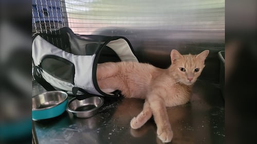Ontario family to be reunited with cat weeks after pet was lost in Manitoba
