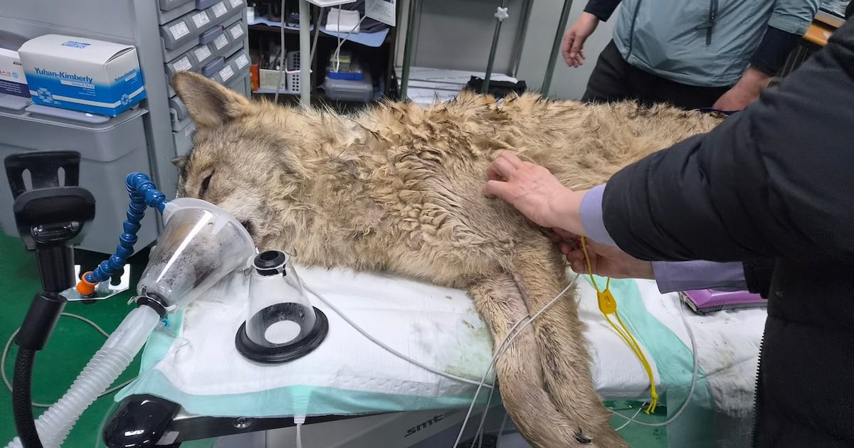 South Koreans breathe sighs of relief as escaped wolf is returned to zoo ...