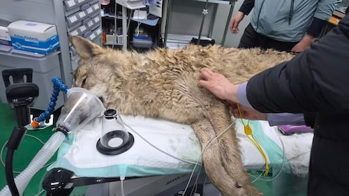 South Koreans breathe sighs of relief as escaped wolf is returned to zoo safely