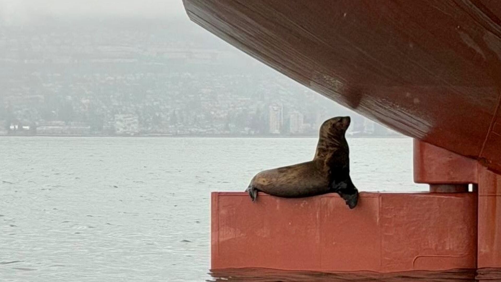 Animal photos: B.C. man spots sea lion perched on giant ship