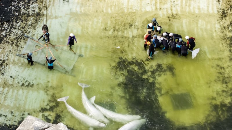 Two belugas, four dolphins from Marineland heading to aquarium in Spain