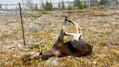 Northern Ont. police free moose tangled in a wire fence