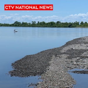 Zebra mussels spreading in Manitoba lakes