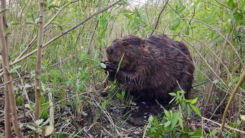 These ‘urban beavers’ are now a viral sensation and the subject of a walking tour