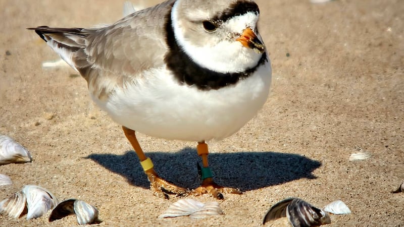 New bylaw can now fine people up to $3,000 for disrupting Piping Plovers