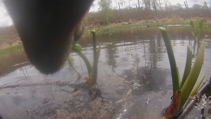 Bear with us: New research underway into Elk Island black bears