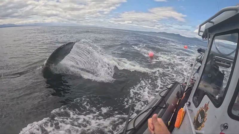 Two humpback whales rescued in one day off Vancouver Island