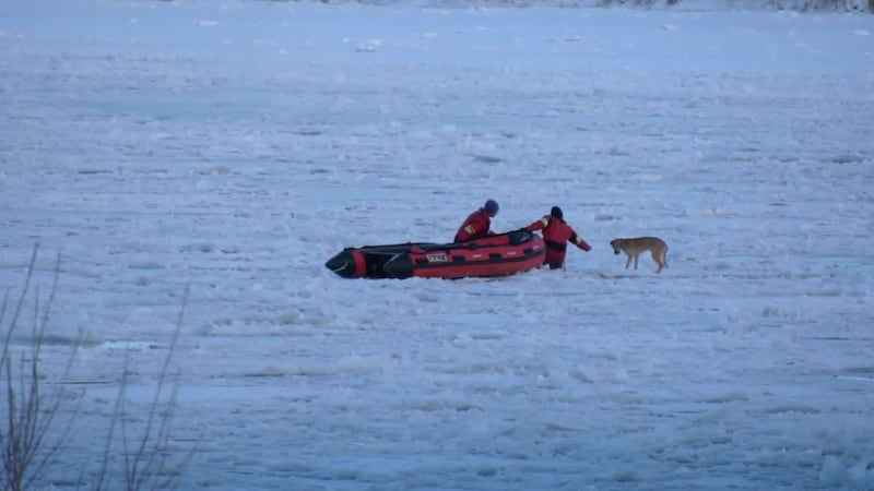 Saskatoon firefighters rescue dog from South Saskatchewan River
