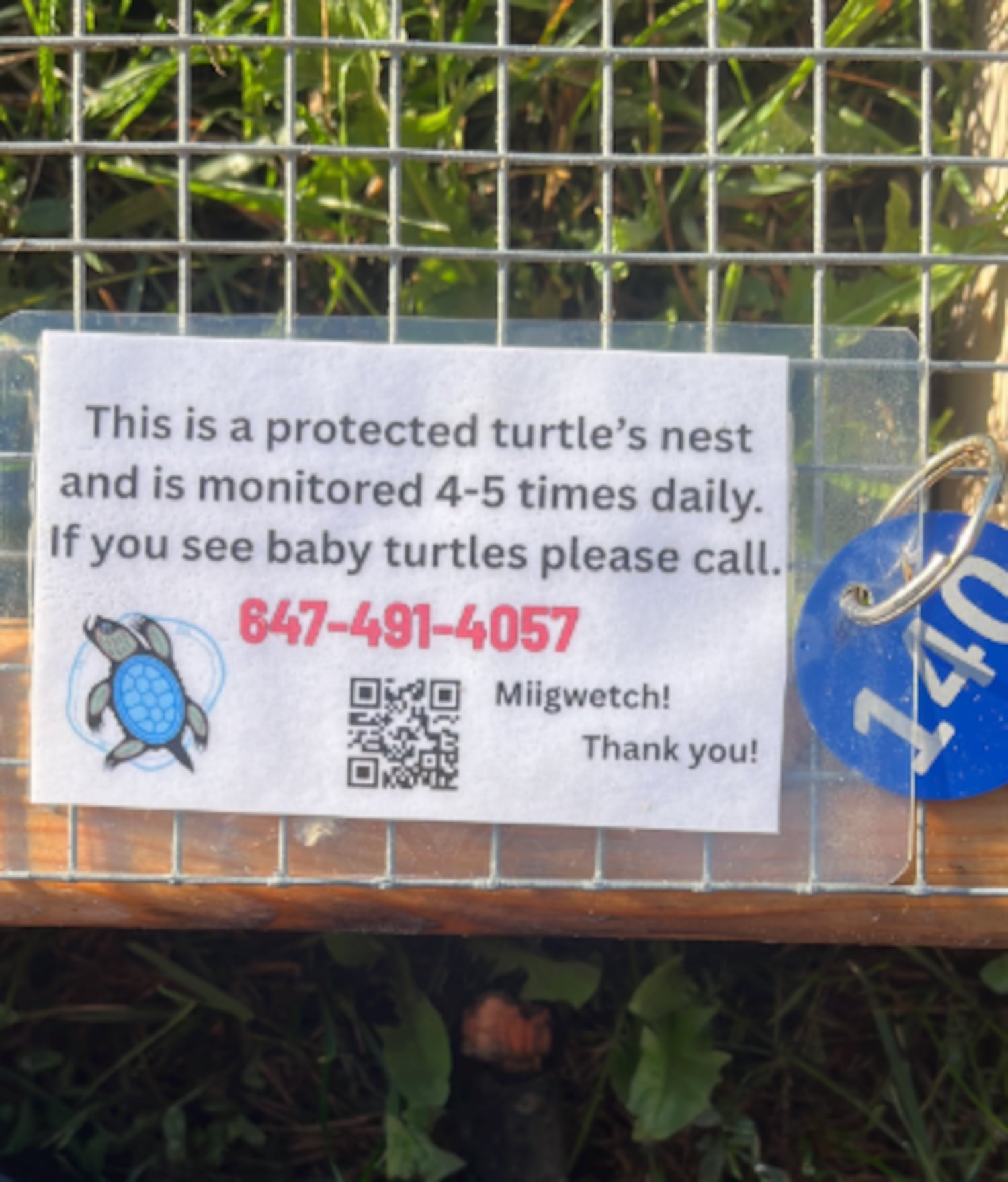 Here is how a Toronto group is protecting the city's turtle population ...