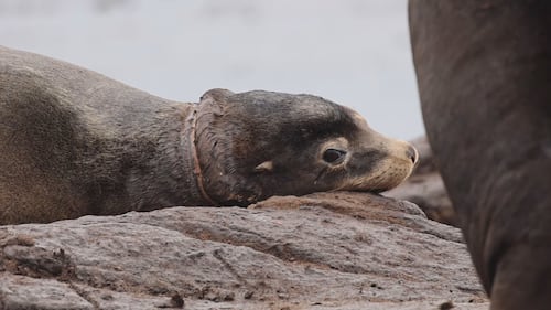 The B.C. sea lion rescuers never gave up on is finally free