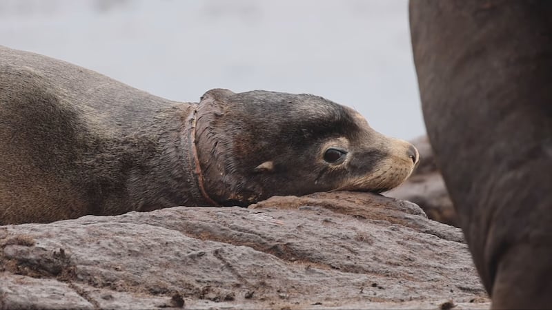 The B.C. sea lion rescuers never gave up on is finally free