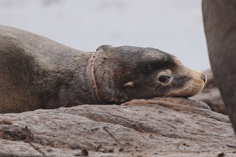 The B.C. sea lion rescuers never gave up on is finally free