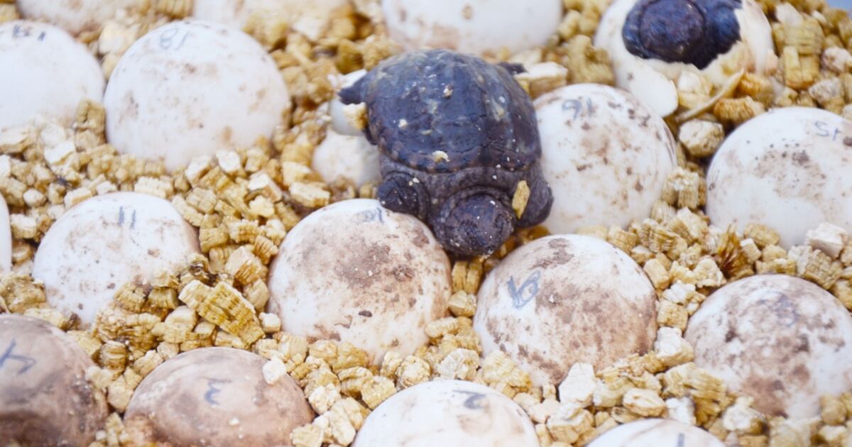 Turtle Week Local turtle week returns virtually