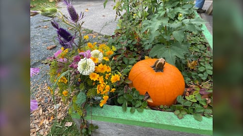 A pumpkin is pictured in a flower planter at the Common Roots Urban Farm in Halifax, N.S. (Vanessa Wright / CTV Atlantic)