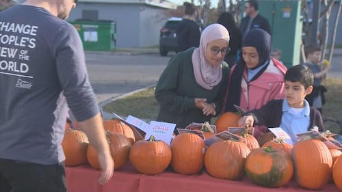 Calgary business hands out thousands of free pumpkins at 4 locations across city