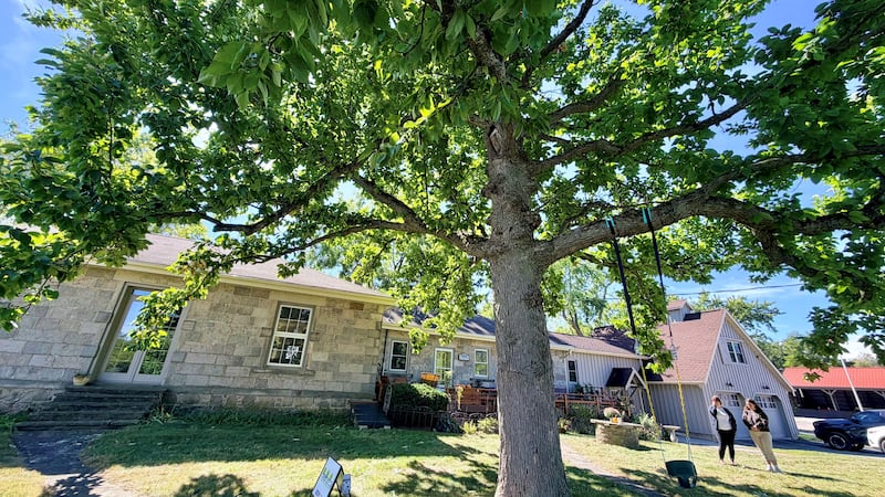 Century-old cucumber magnolia in Brant County crowned winner of Ontario Tree Pageant