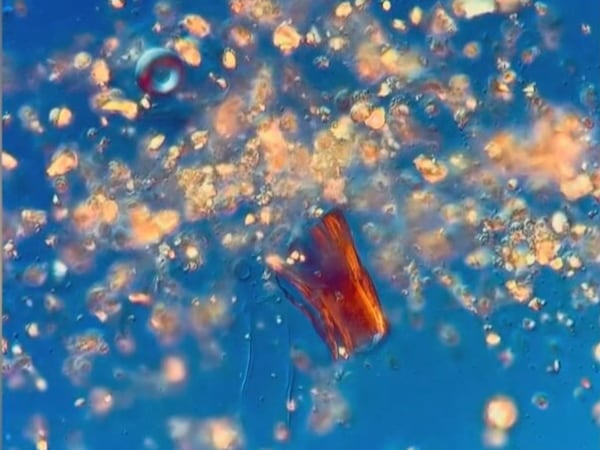 ‘The world is filled with wonders and beauty,’ Montreal artist’s microverse