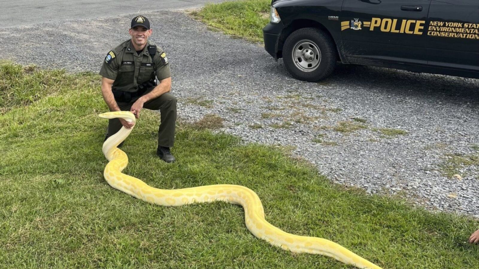 100 Foot Python A 13-foot (and growing) python was seized from a New York home and sent ...