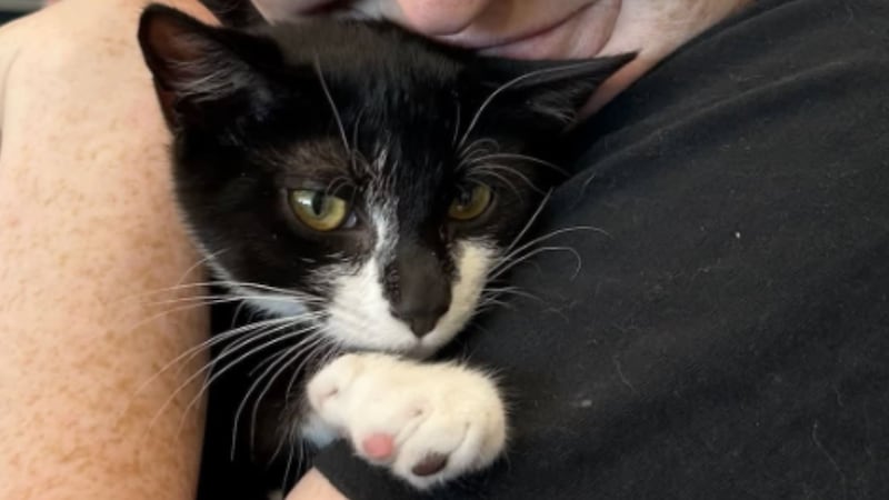 Alleged thief attempts to rob bank with stolen three-month-old kitten in hand