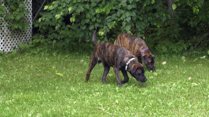 Report recommends moving Sudbury animal shelter to Minnow Lake