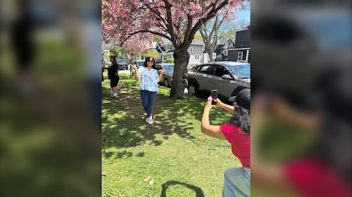 People pose for pictures with cherry blossom trees.