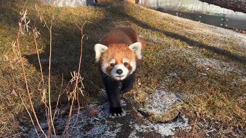 Red Panda at the Edmonton Valley Zoo Nov. 24, 2025. (Sasha Pietramala/CTV News Edmonton)