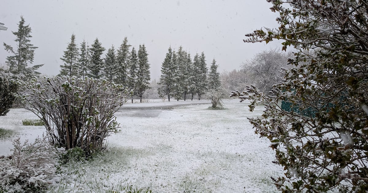 Snowy scene: Late spring snowfall covers ground in Cape Breton