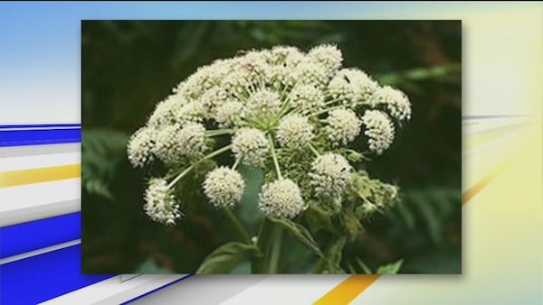 Fredericton Botanic Gardens hosting invasive species tour