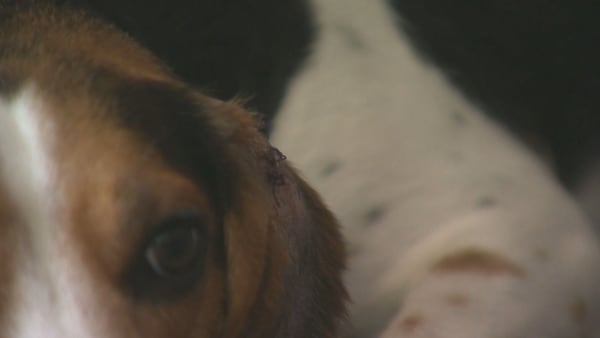 Dog recovering after being attacked in crosswalk by another dog; bylaw investigating