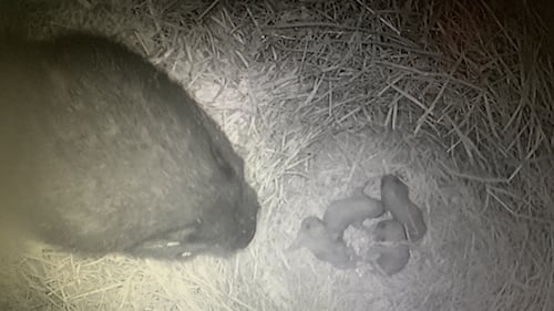 Rare video captures newborn Vancouver Island marmots at B.C. recovery centre