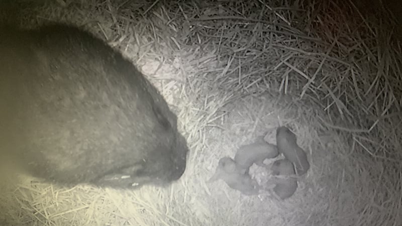 Rare video captures newborn Vancouver Island marmots at B.C. recovery centre