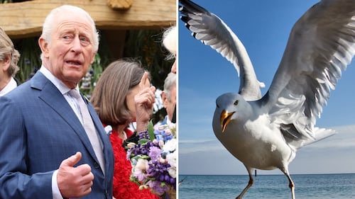 King Charles hit by seagull droppings during visit to Northern Ireland