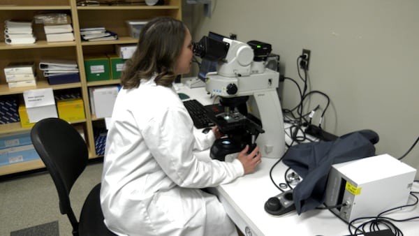 Sask. researcher studies bacterium that causes Lyme disease