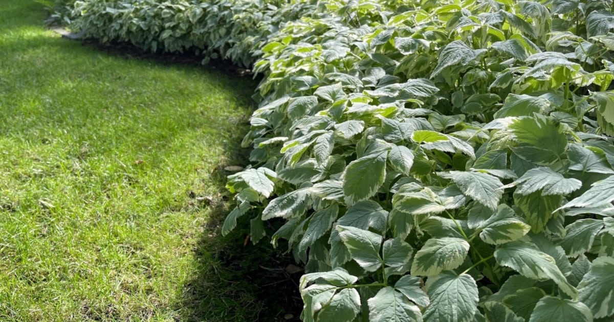 A warning about invasive plants that could take over your yard